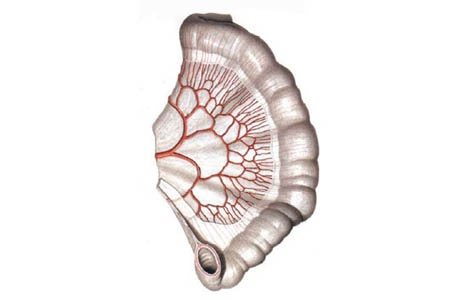 тромбоз кишечника