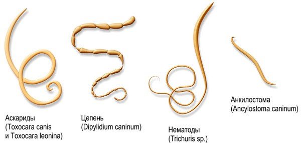 виды глистов