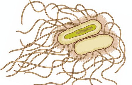 Возбудитель брюшного тифа